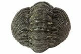 Morocops Trilobite Fossil - Partially Enrolled #67004-5